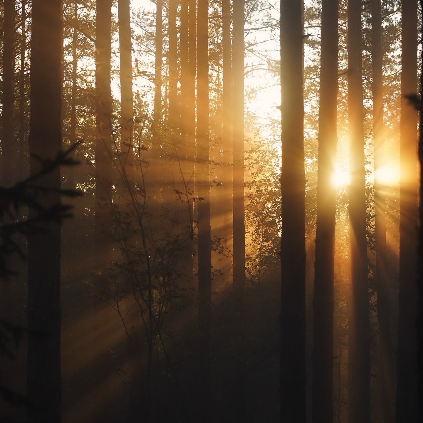 Luukku 14: Hiljaisen maailman viisautta