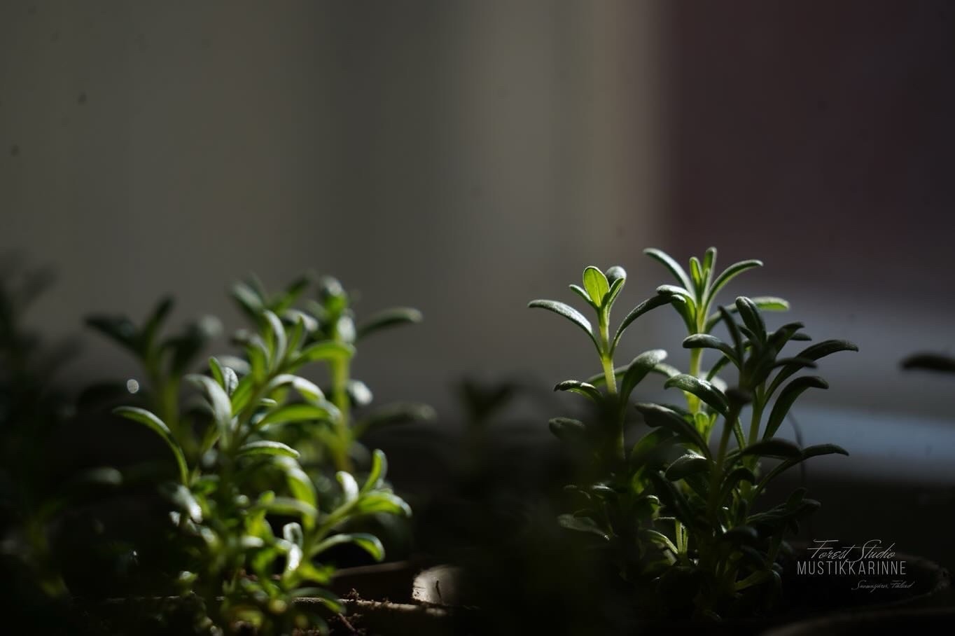 Luukku 5: Yrttien kasvatusta kynttilänvalossa