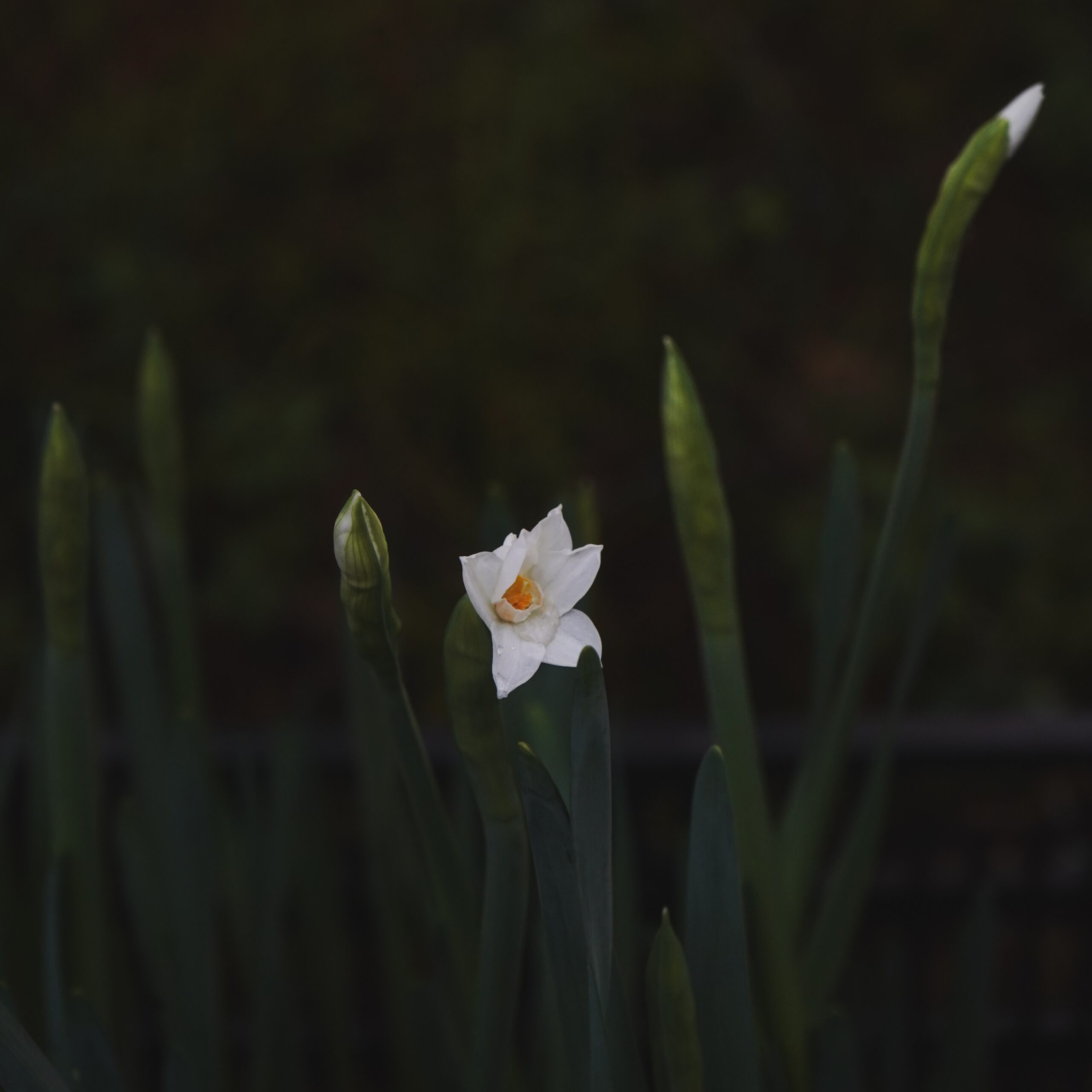 Luukku 17: Keijujen kukka luo valon polun uuteen vuoteen