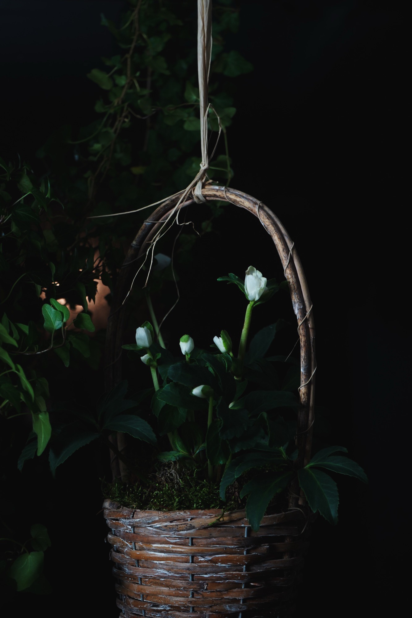 Luukku 9: Jouluruusun hoito kuivassa huoneilmassa