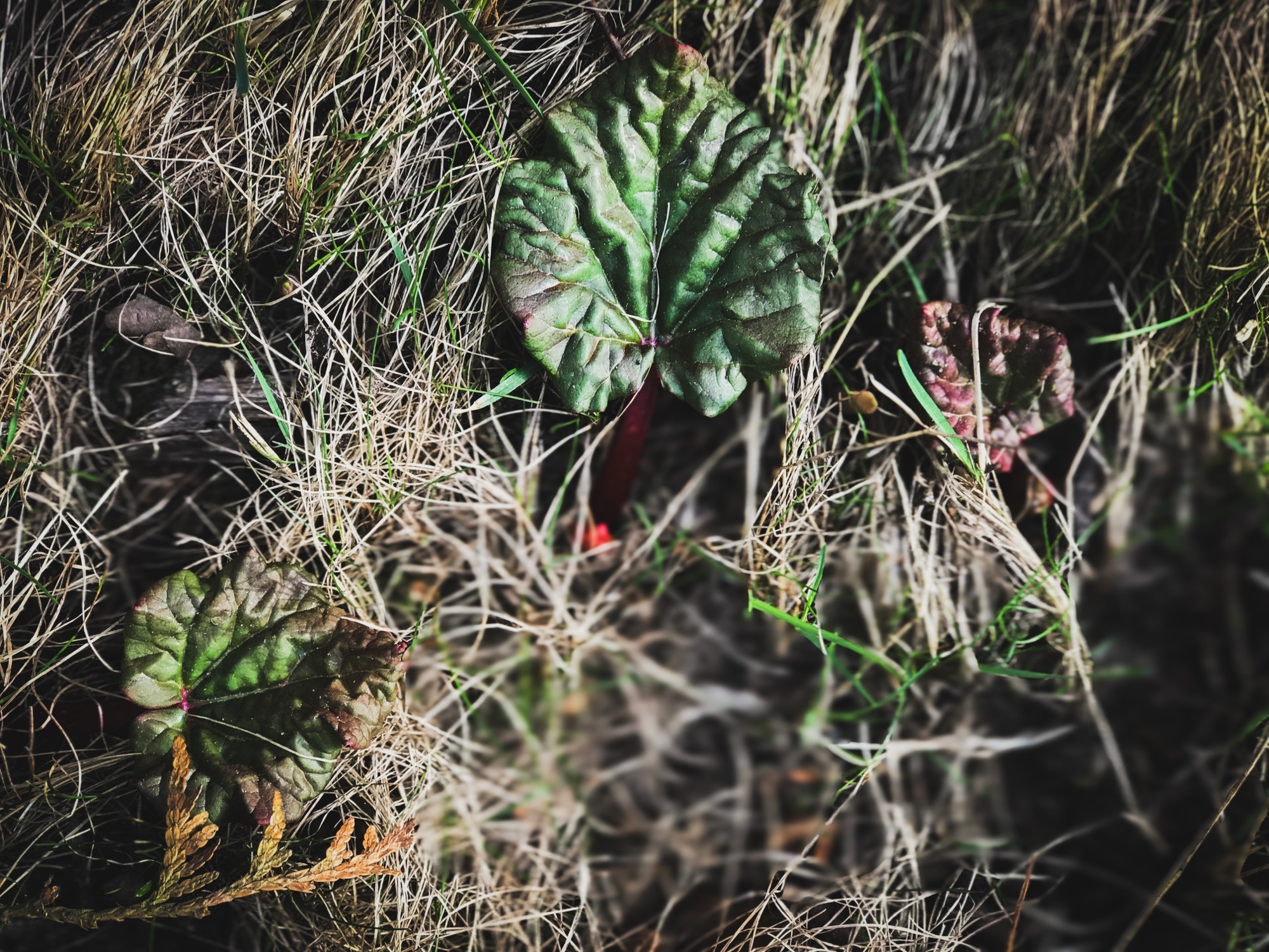 Luukku 4: Raparperin kasvatuksesta talvisaikaan