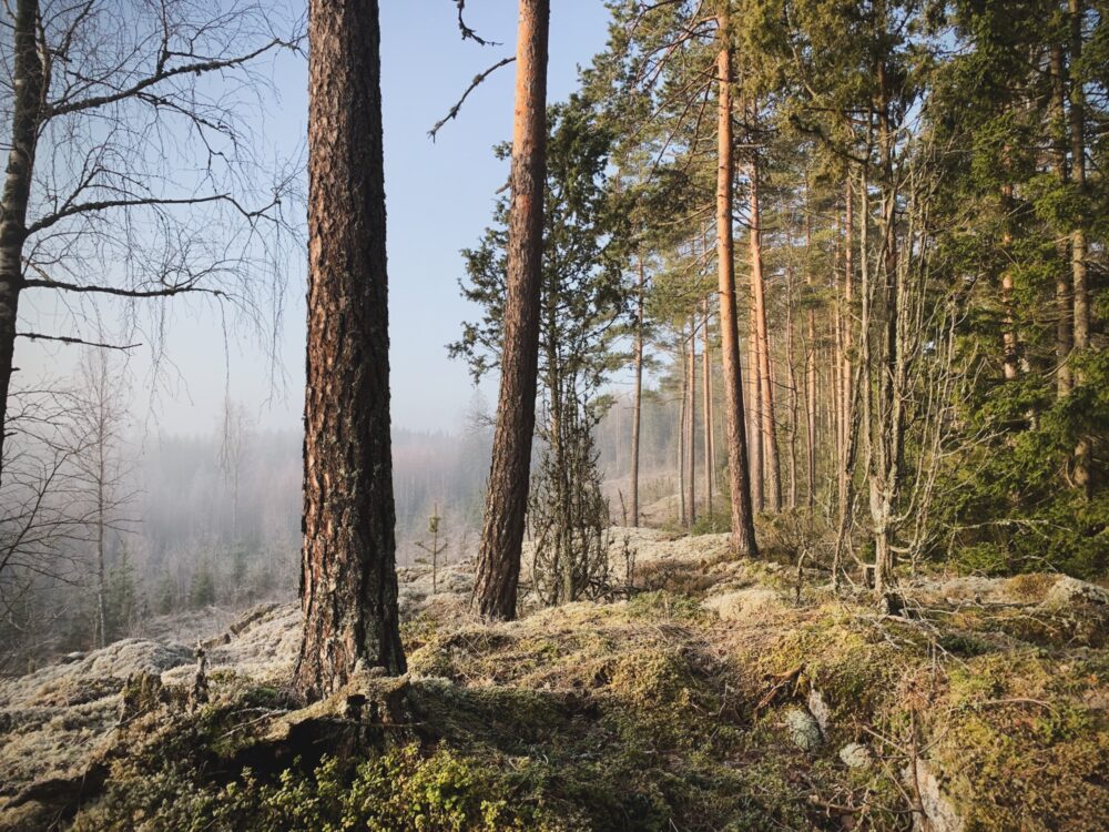 Luukku 23: Juuret maisemassa